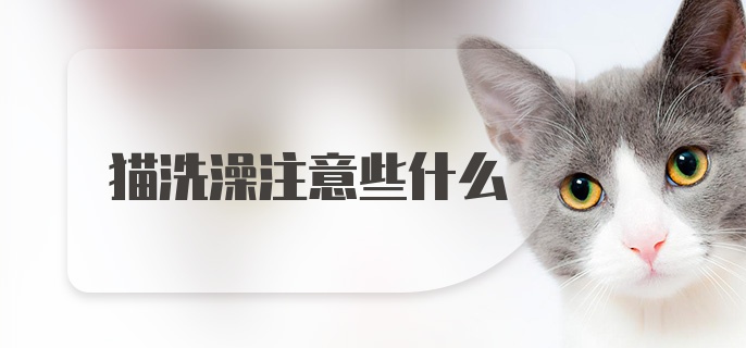 猫洗澡注意些什么