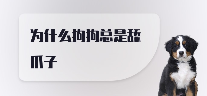 为什么狗狗总是舔爪子