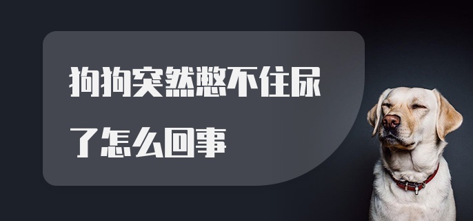 狗狗突然憋不住尿了怎么回事