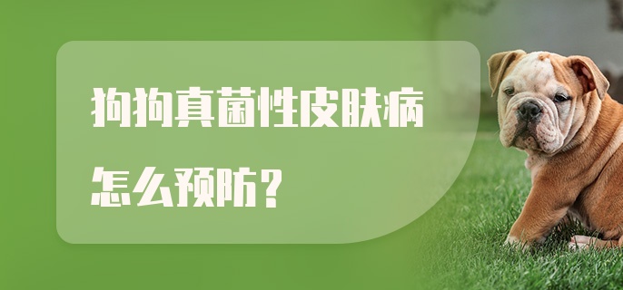 狗狗真菌性皮肤病怎么预防？