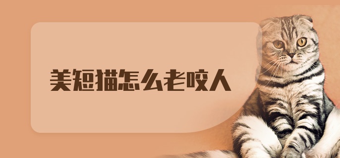 美短猫怎么老咬人