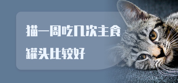 猫一周吃几次主食罐头比较好