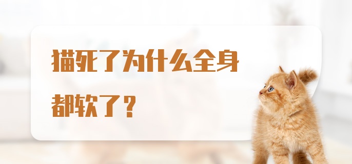 猫死了为什么全身都软了？