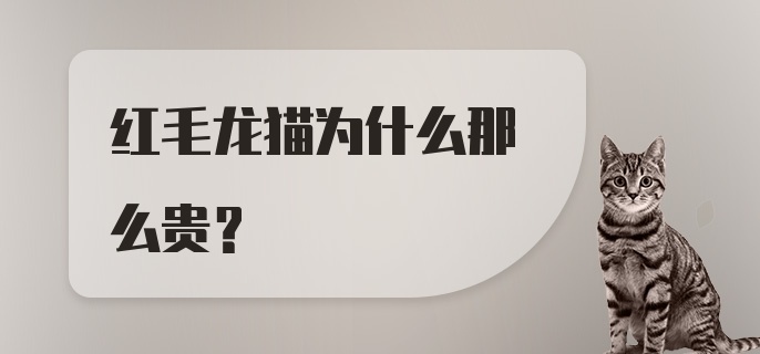 红毛龙猫为什么那么贵？