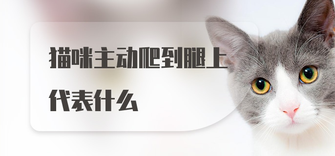 猫咪主动爬到腿上代表什么