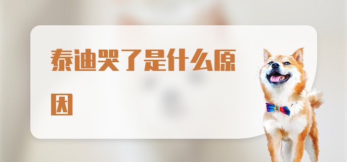 泰迪哭了是什么原因