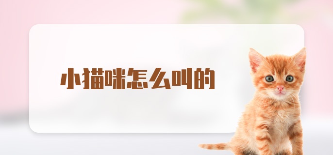 小猫咪怎么叫的