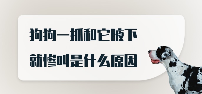 狗狗一抓和它腋下就惨叫是什么原因