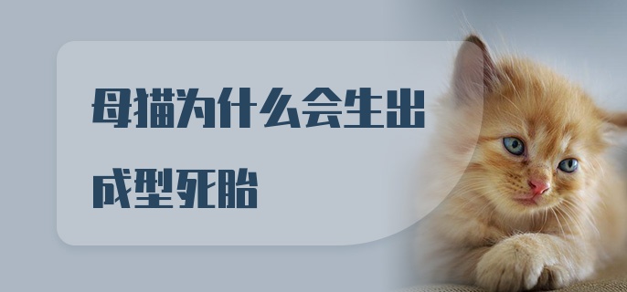 母猫为什么会生出成型死胎