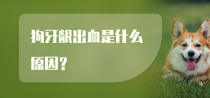 狗牙龈出血是什么原因？