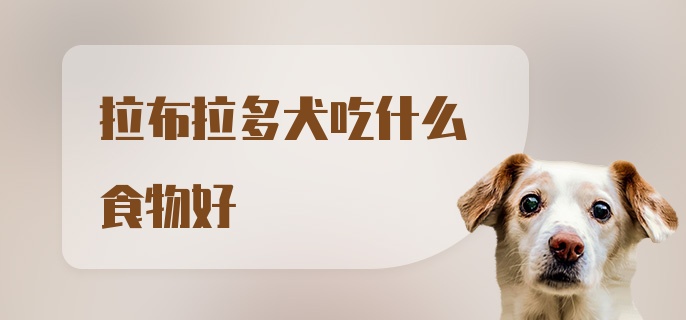 拉布拉多犬吃什么食物好