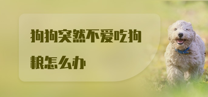 狗狗突然不爱吃狗粮怎么办