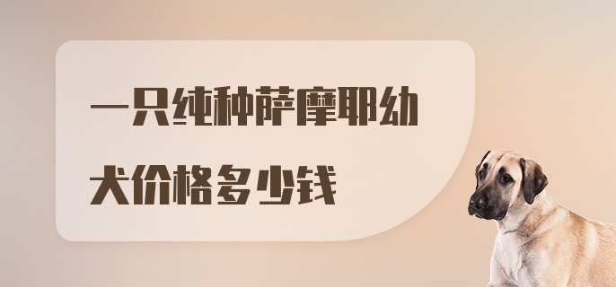 一只纯种萨摩耶幼犬价格多少钱