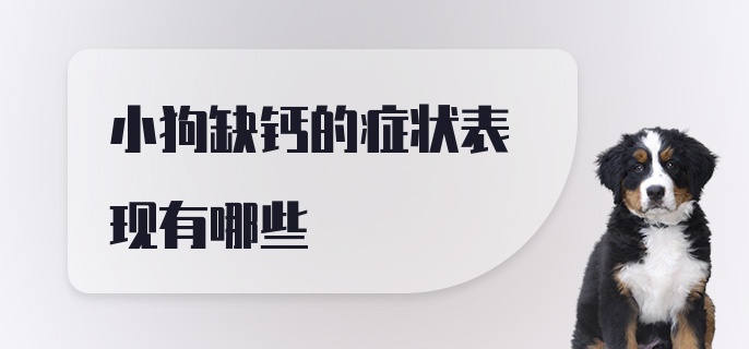 小狗缺钙的症状表现有哪些