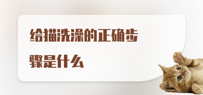 给猫洗澡的正确步骤是什么