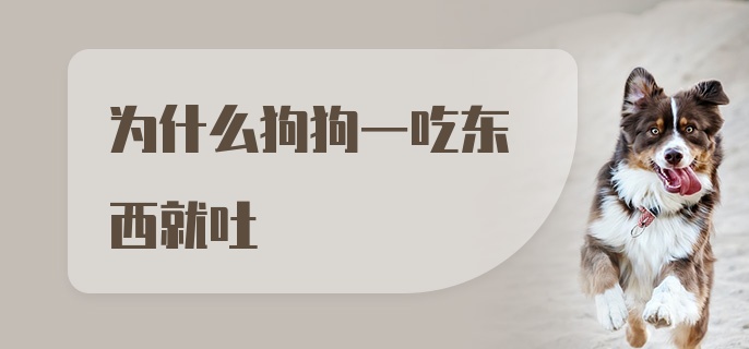 为什么狗狗一吃东西就吐