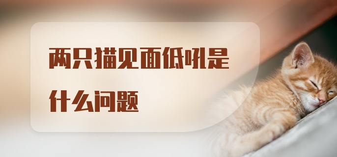 两只猫见面低吼是什么问题