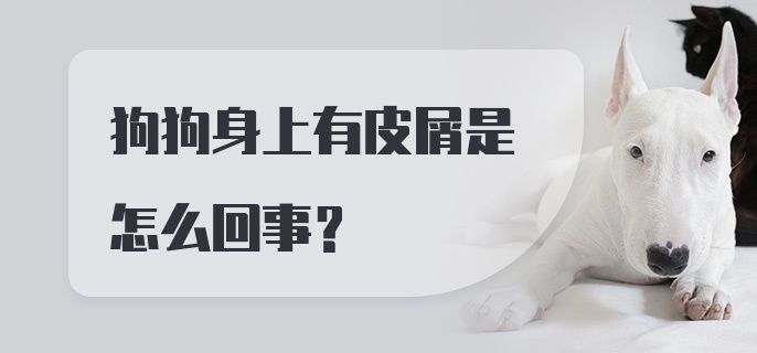 狗狗身上有皮屑是怎么回事?