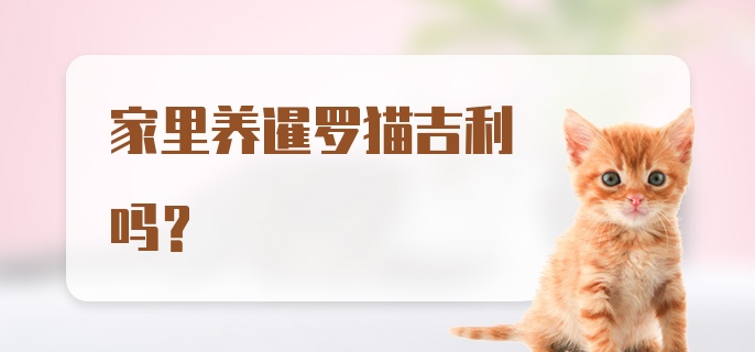 家里养暹罗猫吉利吗？