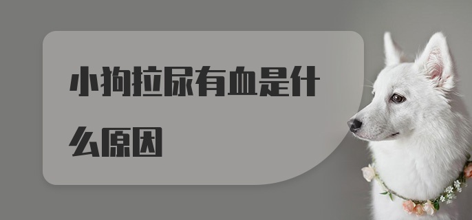 小狗拉尿有血是什么原因