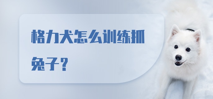 格力犬怎么训练抓兔子？