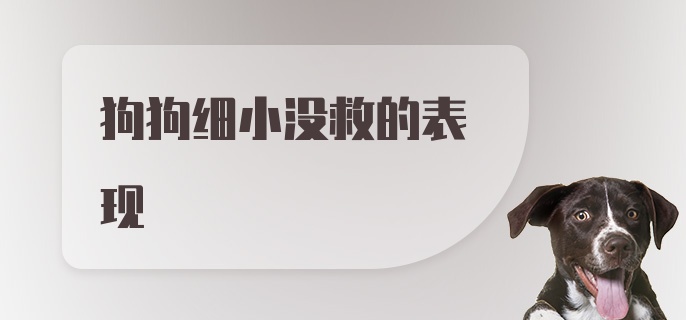 狗狗细小没救的表现