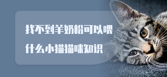 找不到羊奶粉可以喂什么小猫猫咪知识