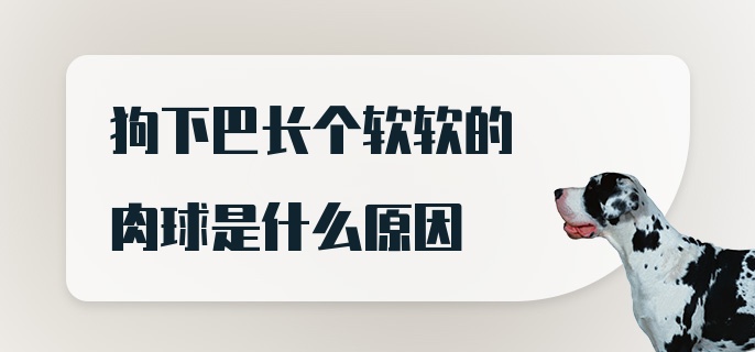 狗下巴长个软软的肉球是什么原因