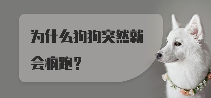 为什么狗狗突然就会疯跑？