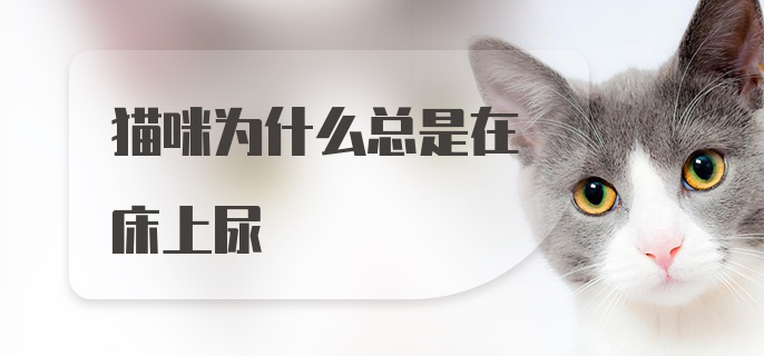 猫咪为什么总是在床上尿