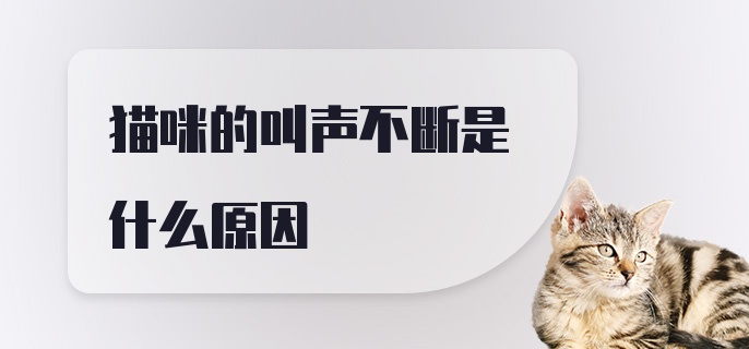 猫咪的叫声不断是什么原因