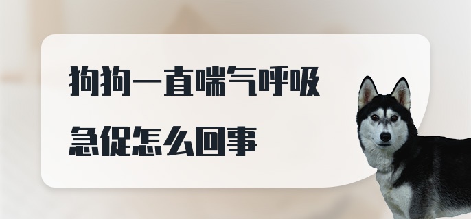 狗狗一直喘气呼吸急促怎么回事