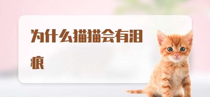 为什么猫猫会有泪痕