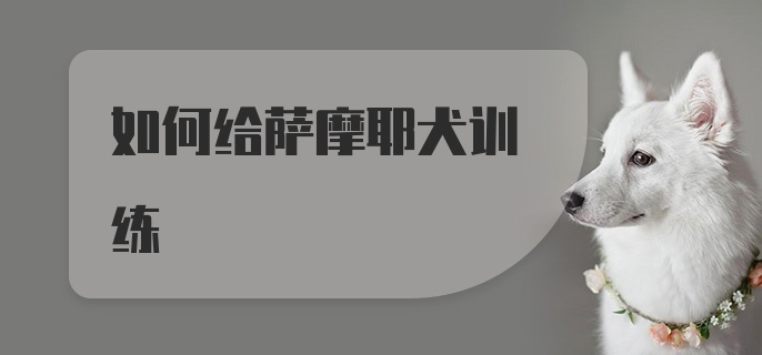 如何给萨摩耶犬训练