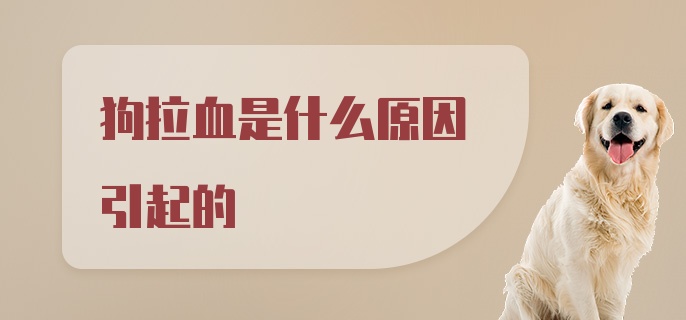 狗拉血是什么原因引起的