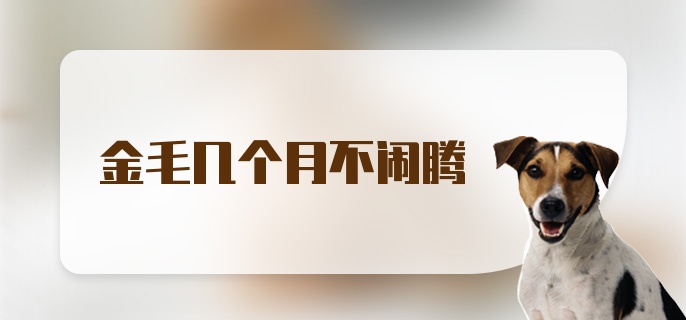 金毛几个月不闹腾