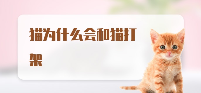 猫为什么会和猫打架