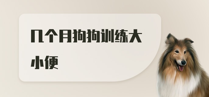 几个月狗狗训练大小便