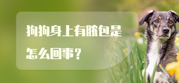 狗狗身上有脓包是怎么回事?