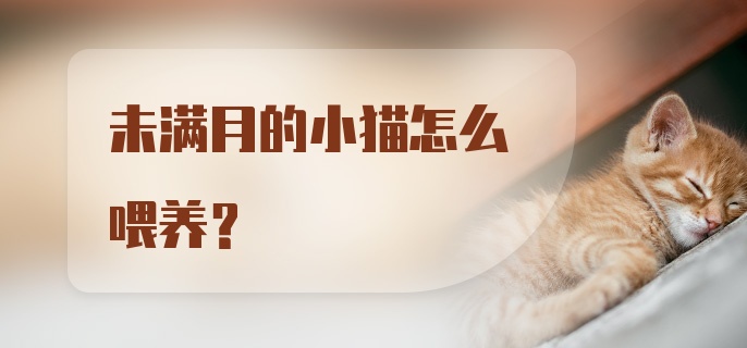 未满月的小猫怎么喂养？