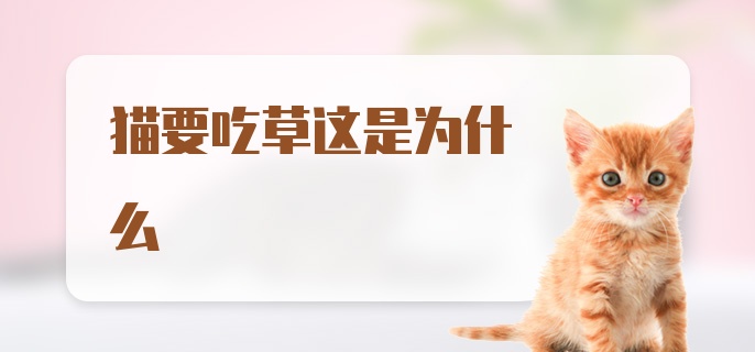 猫要吃草这是为什么