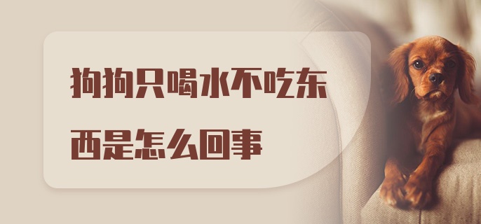 狗狗只喝水不吃东西是怎么回事