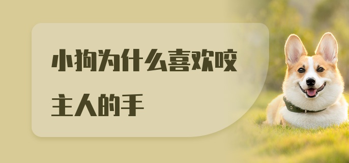 小狗为什么喜欢咬主人的手