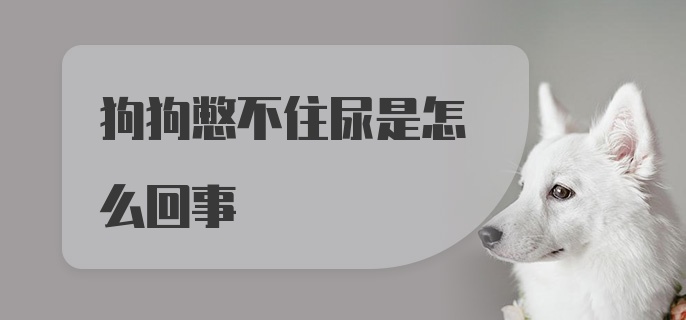 狗狗憋不住尿是怎么回事