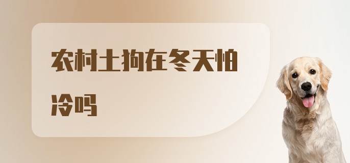 农村土狗在冬天怕冷吗