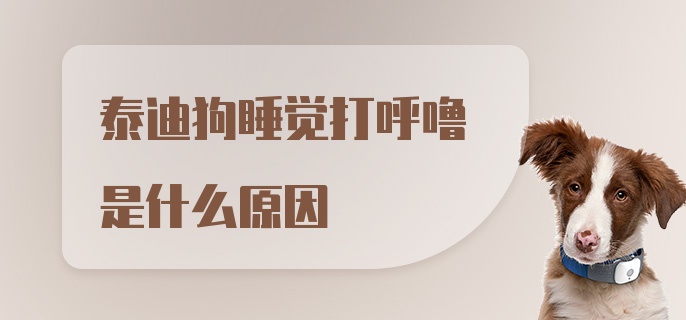 泰迪狗睡觉打呼噜是什么原因