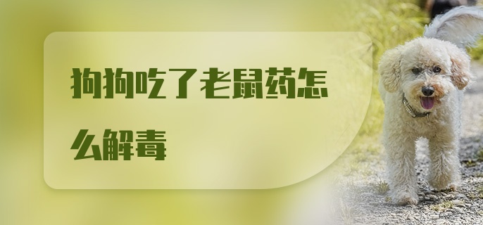 狗狗吃了老鼠药怎么解毒