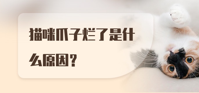 猫咪爪子烂了是什么原因？