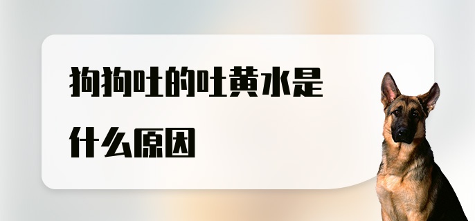 狗狗吐的吐黄水是什么原因