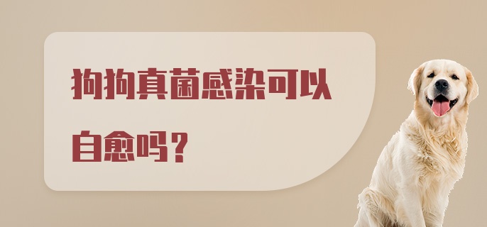 狗狗真菌感染可以自愈吗?